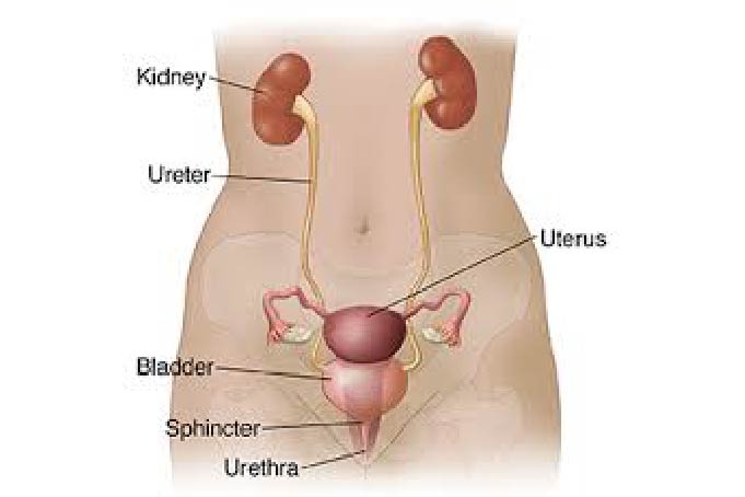 Female urologist