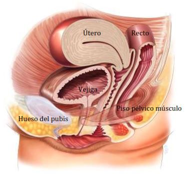 Pelvic Floor