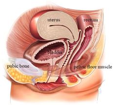 What Is Known About Pelvic Floor Dysfunction [PFD]?
